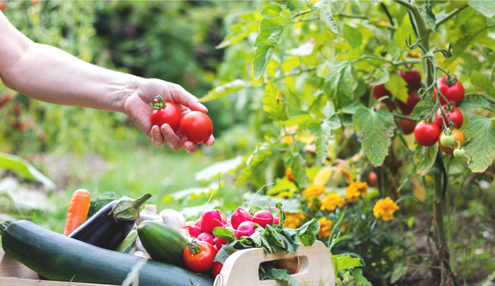 1Beginner-Gardening